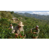 Káva Kuba – čerstvě pražená 100% arabica (Varianta mletá 100g)