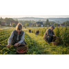 Jahoda & Malina – ovocný sypaný čaj (Varianta ovocný čaj 500g)