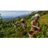 Káva Haiti – čerstvě pražená 100% arabica (Varianta zrnková 1kg)