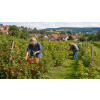 Domácí ovoce – ovocný sypaný čaj (Varianta ovocný čaj 500g)