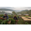 Káva Zimbabwe – čerstvě pražená 100% arabica (Varianta zrnková 100g)