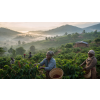 Káva Malawi – čerstvě pražená 100% arabica (Varianta mletá 500g)