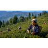 India Darjeeling Ambootia Autumnal – černý čaj (Varianta černý čaj 500g)