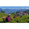 India Darjeeling Ambootia Green Organic – zelený čaj (Varianta zelený čaj 70g)