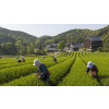 Asijský tygr – zelený ochucený čaj s exotickým laděním (Varianta zelený čaj 1000g)