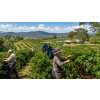 Káva Austrálie – čerstvě pražená 100% arabica (Varianta zrnková 100g)