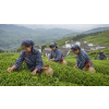 China Keemun Mao Feng – černý čaj (Varianta černý čaj 1000g)
