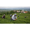 Irán Green Lahijan FBOP – íránský zelený čaj (Varianta zelený čaj 500g)