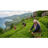 Turecký čaj Cayeli – černý čaj z oblasti Rize (Varianta černý čaj 90g)