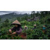 Káva Sumatra – čerstvě pražená 100% arabica (Varianta mletá 500g)