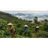 Káva Vietnam – čerstvě pražená 100% arabica (Varianta zrnková 500g)