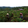 Káva Laos – čerstvě pražená 100% arabica (Varianta zrnková 200g)