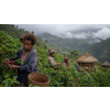 Káva Papua New Guinea – čerstvě pražená 100% arabica (Varianta zrnková 1kg)