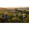 Káva Brazílie Facenda Lagoa v dóze – 100% Arabica (Varianta zrnková 200g)