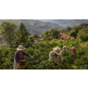 Káva Honduras v dóze – 100% arabica Latino Café (Varianta zrnková 200g)