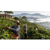 Káva Kostarika v dóze – 100% arabica Latino Café (Varianta mletá 200g)