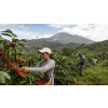 Káva Panama v dóze – 100% arabica Latino Café (Varianta zrnková 200g)