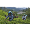 ceylon kandy op 80 g cerny caj atmosfera 06439cc2