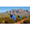 rooibos vanocni cukrovi v doze atmosfera 0e064470
