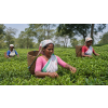 India Assam TGFOPI Borpatra – černý čaj (Varianta černý čaj 500g)