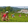 India Assam TGFOPI Keyhung – černý čaj z druhé sklizně (Varianta černý čaj 500g)