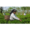 India Assam TGFOPI Bokel – černý čaj (Varianta černý čaj 500g)