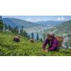 India Darjeeling TGFOPI Thurbo – černý čaj (Varianta černý čaj 1000g)