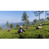 India Darjeeling TGFOPI Lingia – černý čaj první sklizně (Varianta černý čaj 60g)
