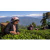 India Darjeeling FTGFOPI Ging – černý čaj (Varianta černý čaj 1000g)