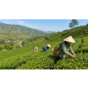 Vietnam OP Ho Či Black – černý čaj bez aromatizace (Varianta černý čaj 500g)