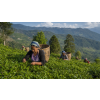 India Darjeeling TGFOPI Gielle – černý čaj (Varianta černý čaj 60g)