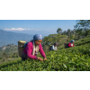 India Darjeeling FTGFOPI Nurbong – černý čaj (Varianta černý čaj 500g)