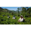 India Nilgiri TGFOPI High Grown Sutton – černý čaj (Varianta černý čaj 1000g)