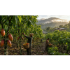 100% BIO kakao Marc & Kay (Varianta 100% kakao 175g)