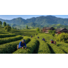 China Golden Yunnan FOP – jemný černý čaj se zlatými tipsy (Varianta černý čaj 500g)
