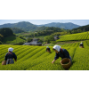 Japan Tamaryokucha Gokase – zelený čaj (Varianta zelený čaj 500g)