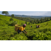 Rwanda Rukeri – černý čaj s medově kořeněným tónem (Varianta černý čaj 500g)