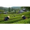 japan matcha nyoko suki bio ceremonial v doze zeleny caj atm 83e8ab4a