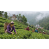 Nepál Oolong Mai Pokhari (Varianta oolong čaj 500g)