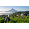 japan sencha kyushu bio 50 g zeleny caj atmosfera b736a362