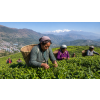 India Darjeeling Ambootia Organic FF – černý čaj (Varianta černý čaj 50g)