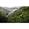 Káva Jamaica Blue Mountain – 100% Arabica (Varianta zrnková 500g)