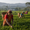 India Assam TGFOPI Achabam – černý čaj (Varianta černý čaj 500g)