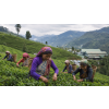 Five O’Clock Tea – čaj o páté, darjeeling & ceylon (Varianta černý čaj 500g)