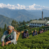 India Darjeeling TGFOPI – černý čaj bez kofeinu (Varianta černý čaj 1000g)