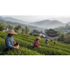 China Oolong Tit Kon Yum – jemný květový oolong (Varianta oolong čaj 90g)