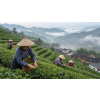 China Oolong Se Chung – broskvový oolong z Fu-ťienu (Varianta oolong čaj 90g)