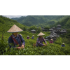 China Gui Hua Sweet Osmanthus Oolong (Varianta oolong čaj 1000g)
