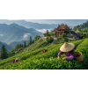 Formosa Oolong – tchajwanský oolong „černý drak“ (Varianta oolong čaj 80g)