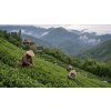 Formosa Orange Oolong — taiwanský oolong s pomerančem (Varianta oolong čaj 80g)